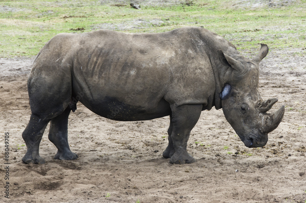 Rhinoceros in a zoo