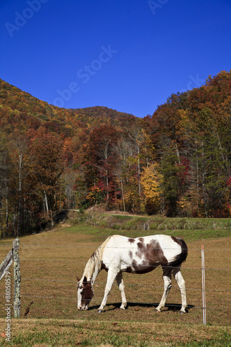 Horses in an Autumn Mountain Field