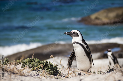 A penguin walking in the seashore, with the ocean as a backgroung