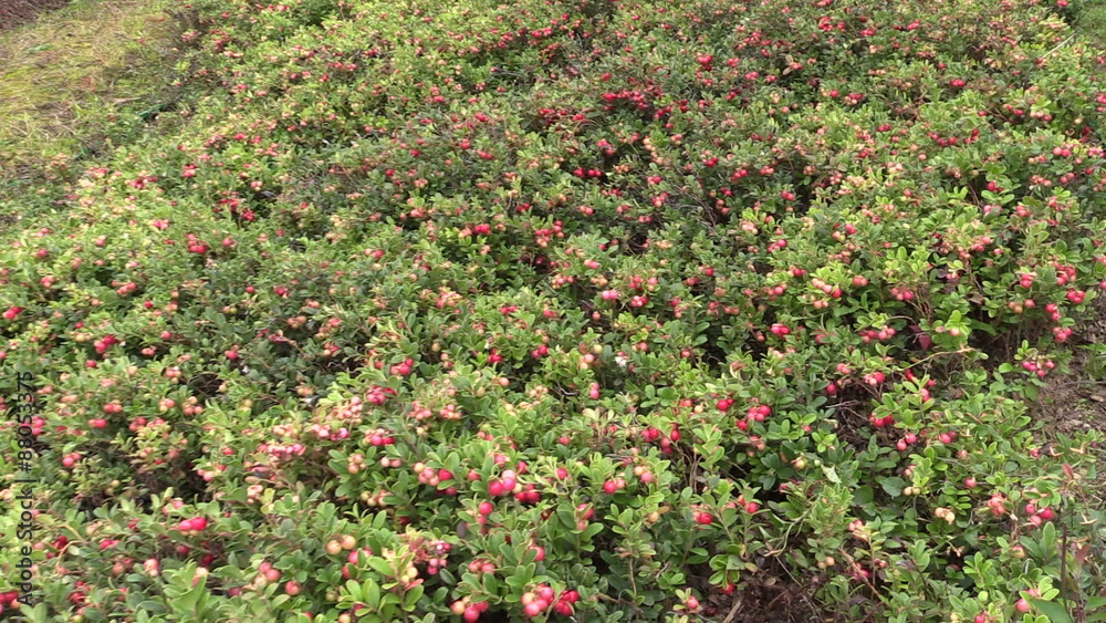 ripe red organic lingonberries grow in the garden outdoor. Sliding Shot on Canon XA25. Full HD 1080p. Dolly camera movement.
ripe red organic lingonberries grow in the garden outdoor. Sliding Shot on Canon XA25. Full HD 1080p. Dolly camera movement.