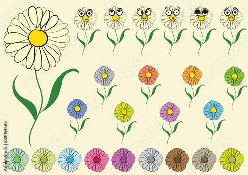 Clipart  camomile