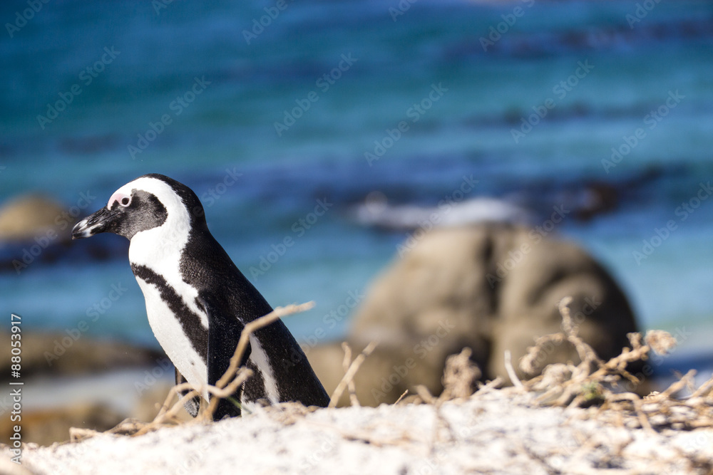 Obraz premium A penguin walking in the seashore, with the ocean as a backgroung