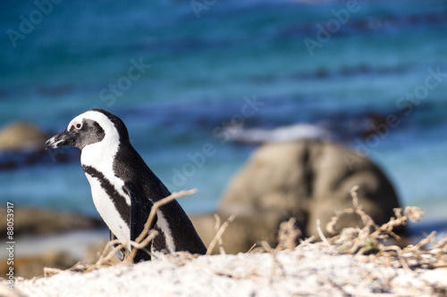 A penguin walking in the seashore  with the ocean as a backgroung