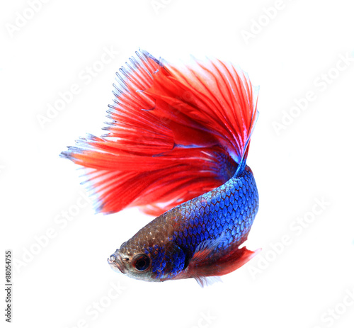 siamese fighting fish , betta isolated on white background.
