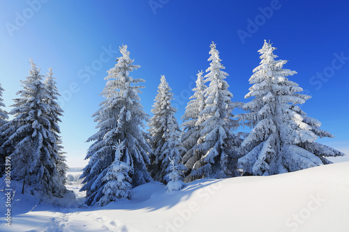 Winter landscape and trees covered with frost