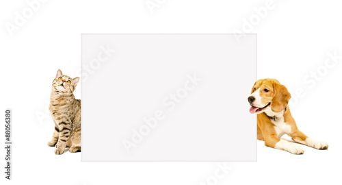 Φωτογραφία Cat Scottish Straight and beagle dog peeking from behind poster