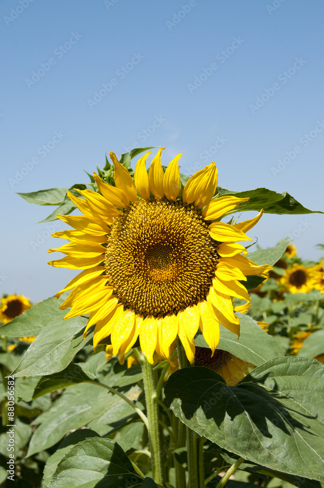 Fototapeta premium sunflowers Planting sunflowers in Bellvis, Catalonia, Spain