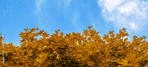 Yellow maple leaves on background of blue sky and clouds #88057784