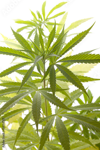 Fresh Marijuana Plant Leaves on White Background