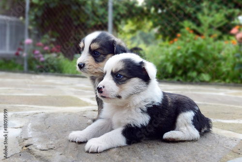 cute little dogs
