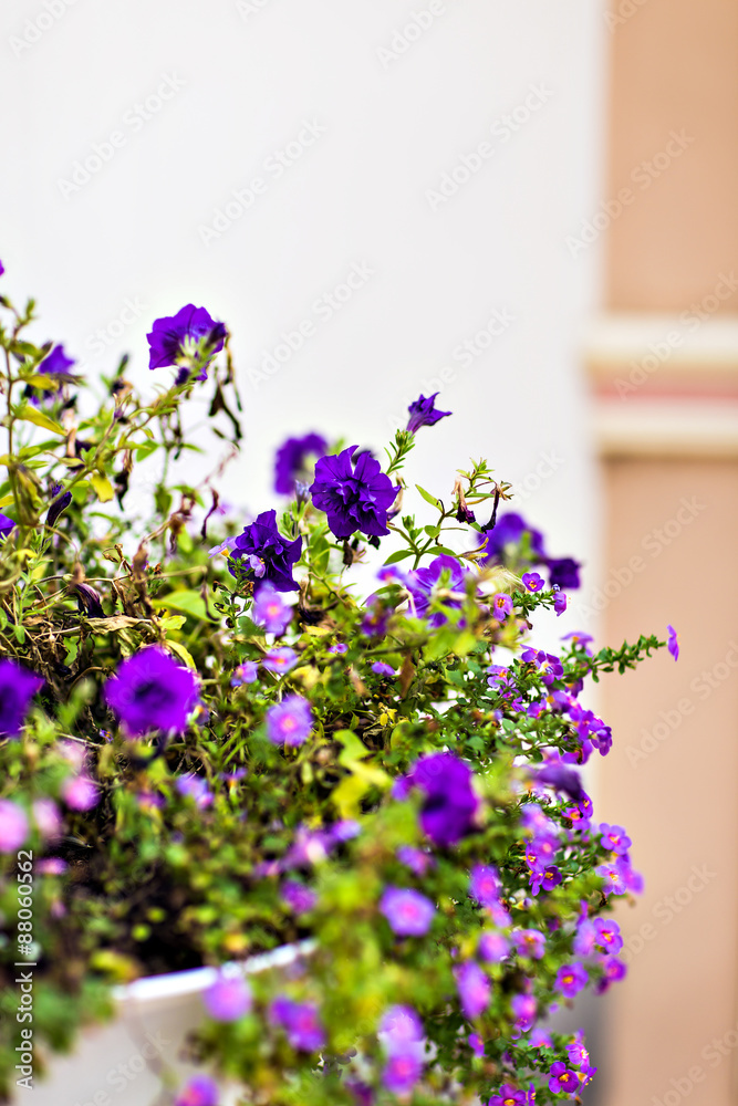 Naklejka premium flowers in pot