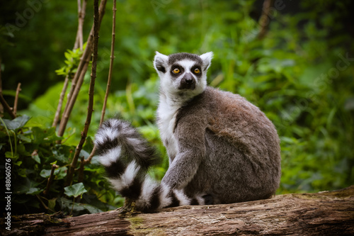 Nahaufnahme von einem Katta (Lemur catta)
