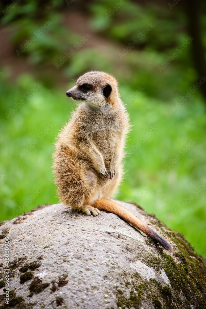Nahaufnahme von einem Erdmännchen (Suricata suricatta) Nahaufnahme von einem Erdmännchen (Suricata suricatta)