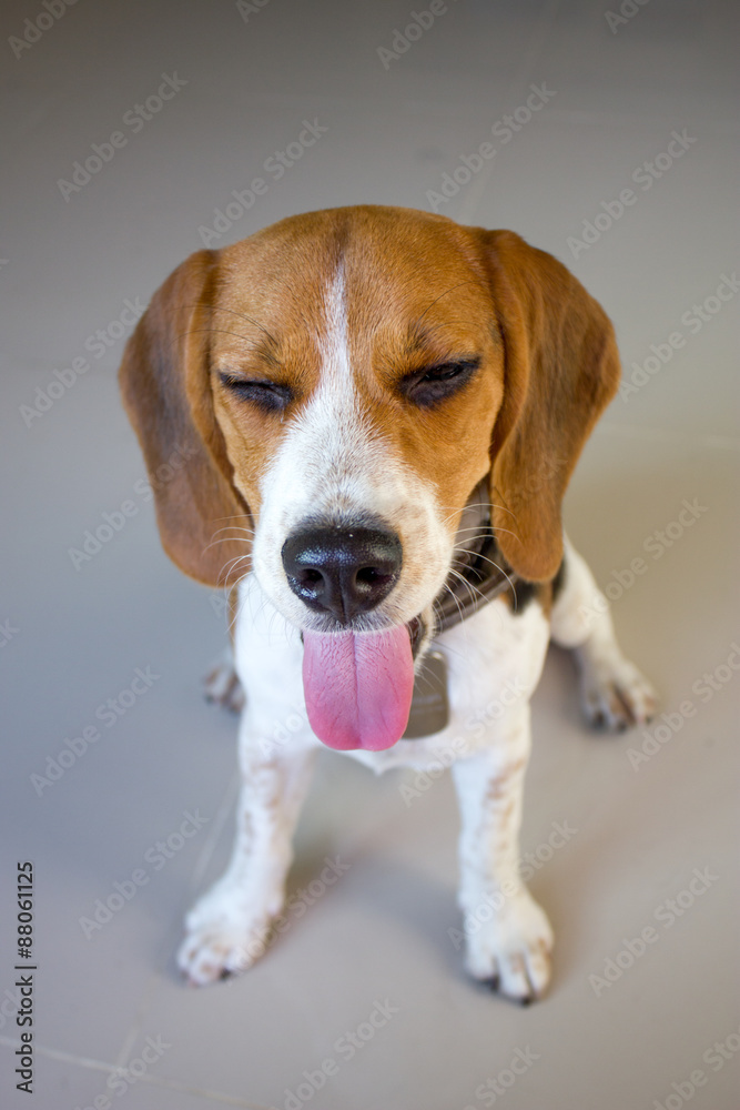 Portrait cute beagle puppy dog