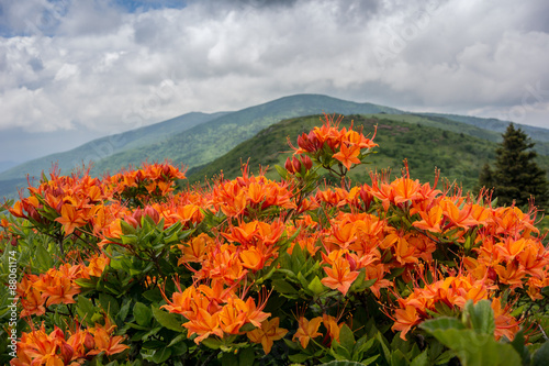 Vibrant Flame Azalea photo