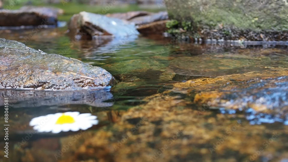 Daisy flowing on the river surface