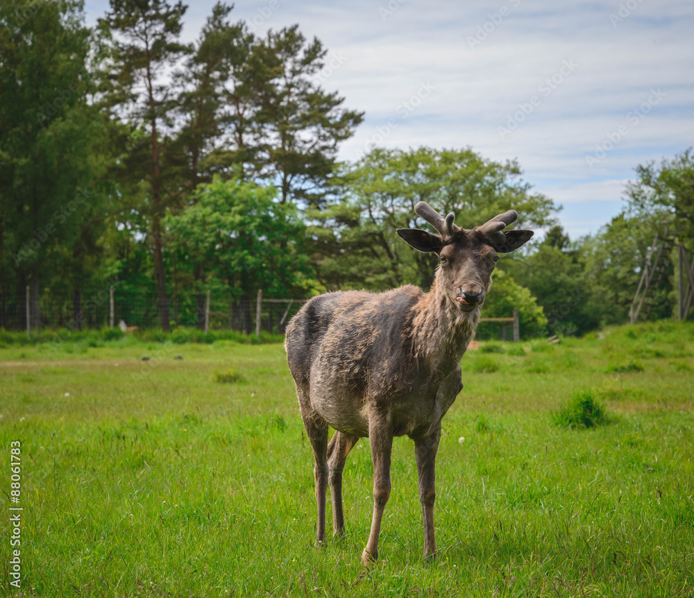 Fototapeta premium Deer