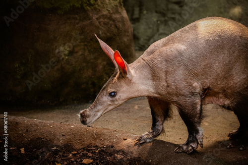 Nahaufnahme von einem Erdferkel (Orycteropus afer) photo