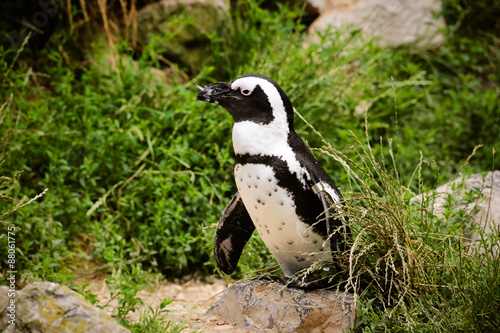 Brillenpinguin  Spheniscus demersus  in Nahaufnahme