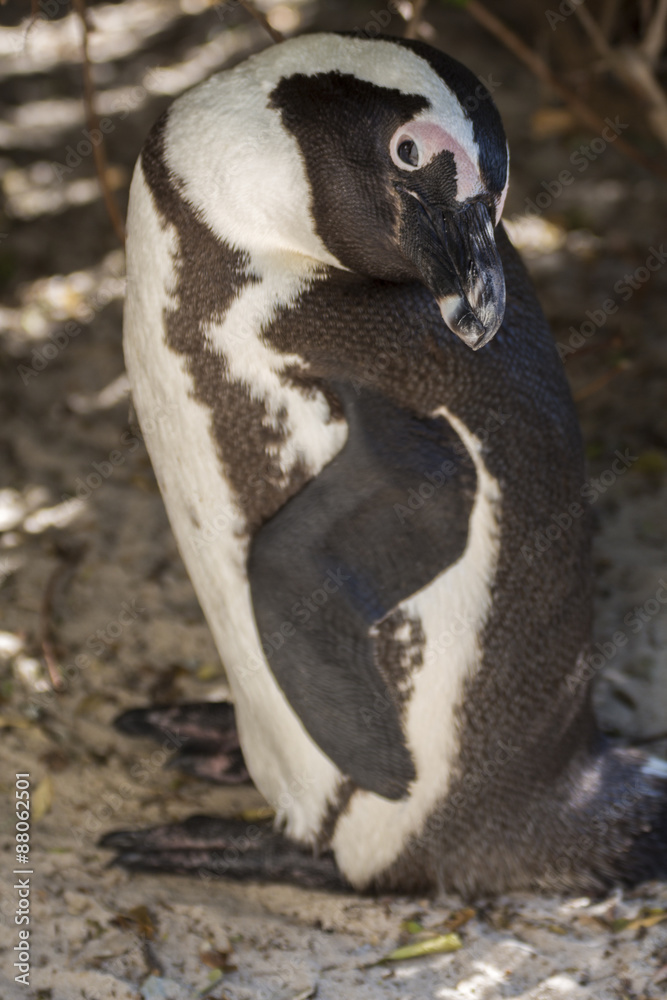Fototapeta premium An african penguin posing