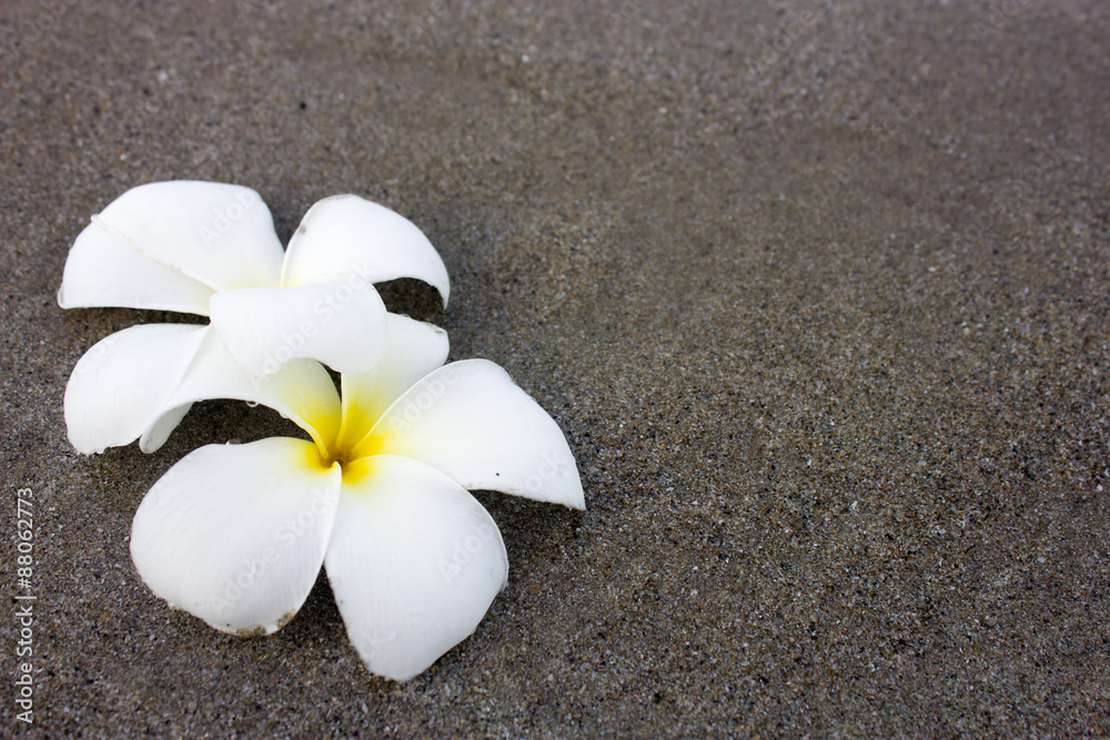 Plumeria (frangipani) flowers on the beach Plumeria (frangipani) flowers on the beach