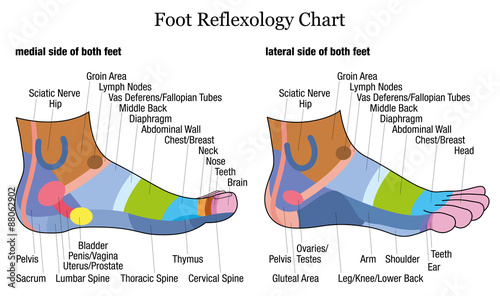 Foot reflexology chart - medial-inside and lateral-outside view of the feet - with description of corresponding internal organs and body parts. Vector illustration on white background.