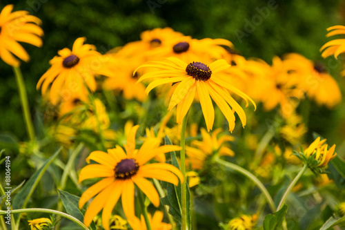 Fototapeta Naklejka Na Ścianę i Meble -  gelbe blume rudbeckia