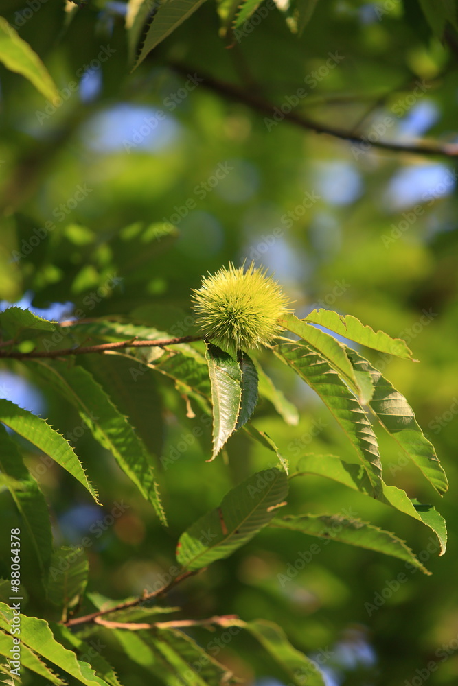 The chestnut in case which is still small and blue. The chestnut in case which is still small and blue.