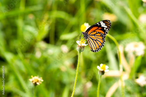 butterfly on flower