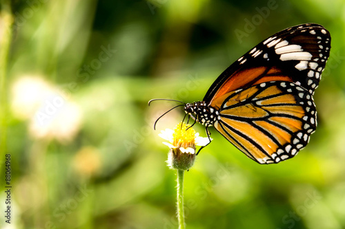 butterfly on flower #88064968