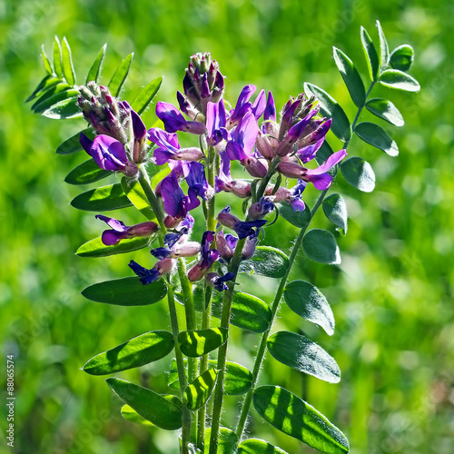 Foto Астрагал эспарцетовый (Astragalus onobrychis)
