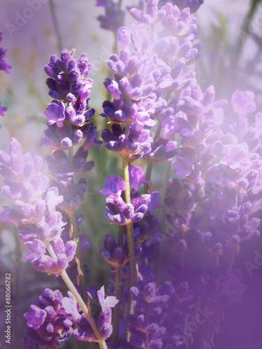 Lavender photo