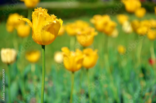 One yellow tulip left