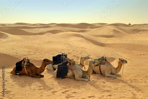 Верблюды отдыхают в Сахаре