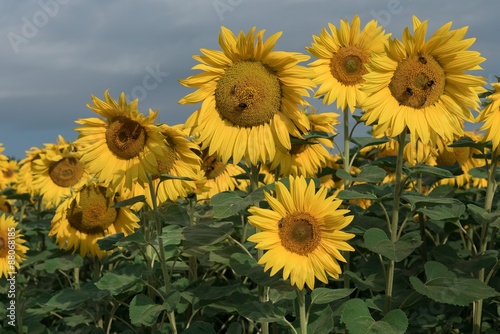 Sonnenblumen