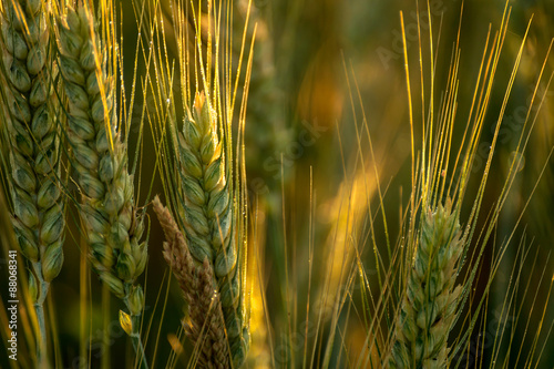 Созревшие колоски пшеницы в поле