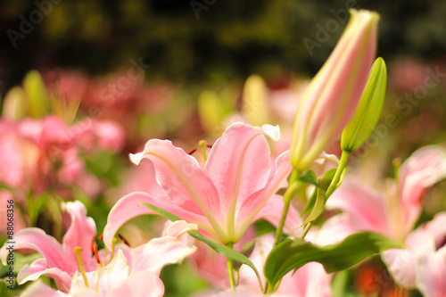 lily flower garden