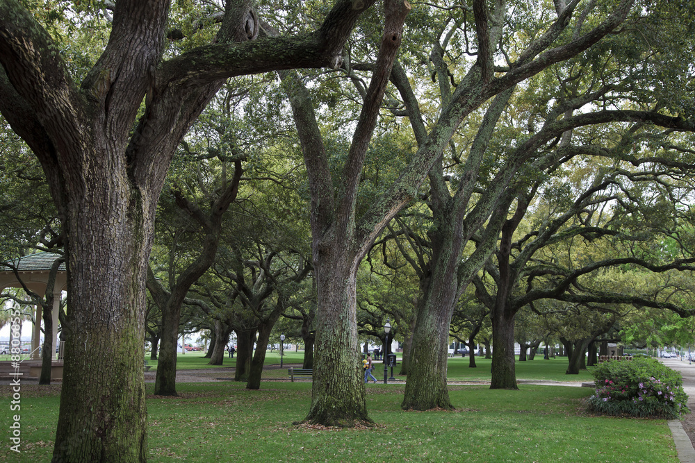 Live Oak Trees in Charleston, SC