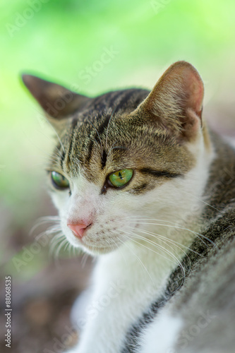Fototapeta Naklejka Na Ścianę i Meble -  緑の中ののらねこ