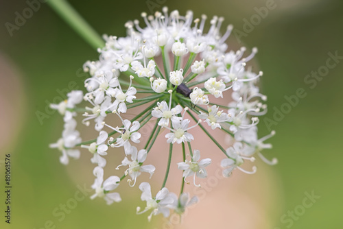 Cow parsley close up with g...