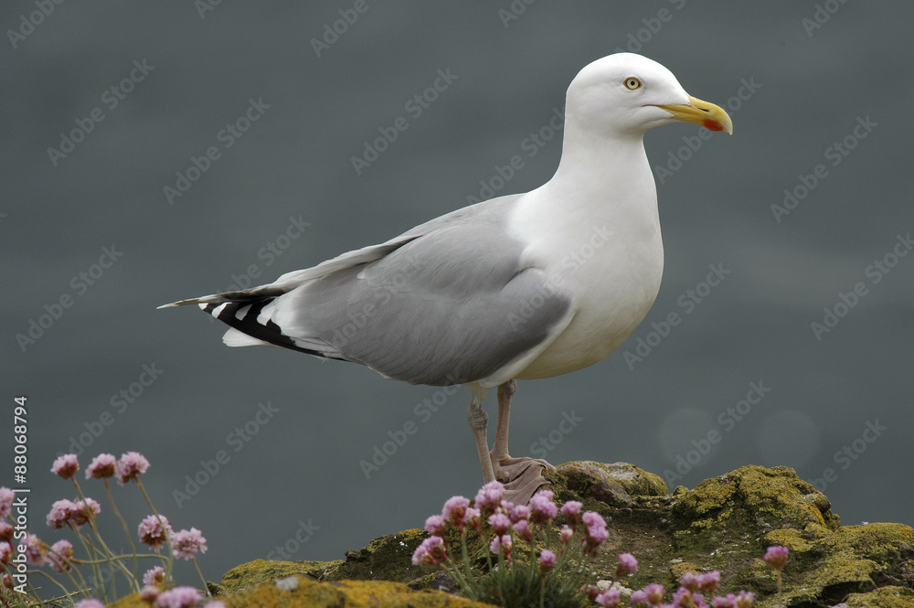 Obraz premium Goéland argenté, Larus argentatus, Armeria maritima, Amerie maritime