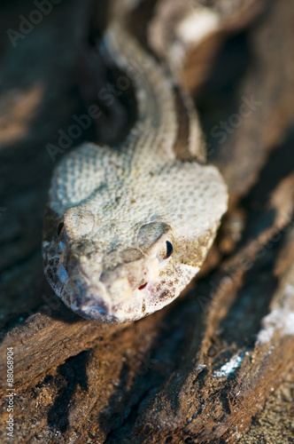 canebrake rattlesnake photo