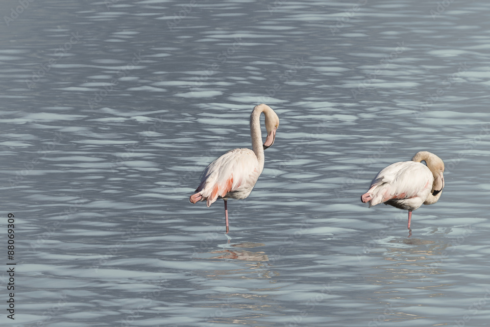 Two flamingos in a blue water background