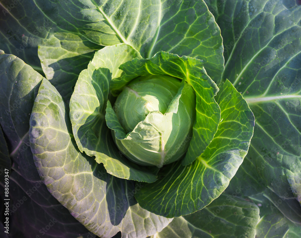 Fototapeta premium Spitzkohl im Garten.