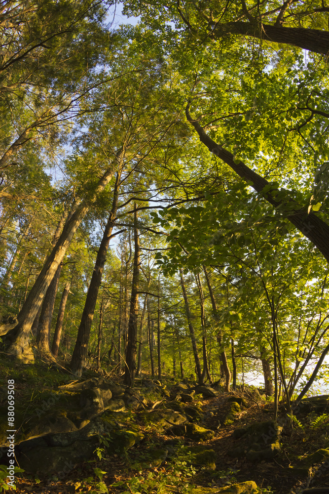 Fototapeta premium Woods Fisheye