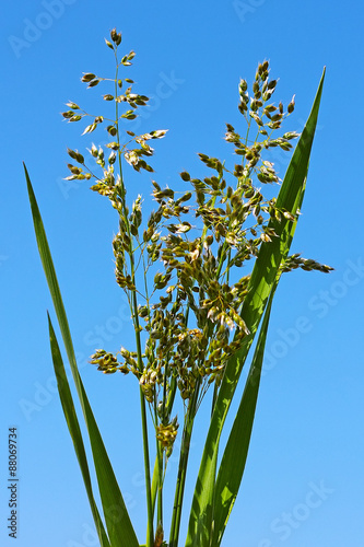 Зубровка душистая или пахучая (Hierochloe odorata)