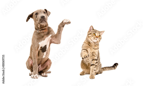 Playful puppy pit bull and cat Scottish Straight