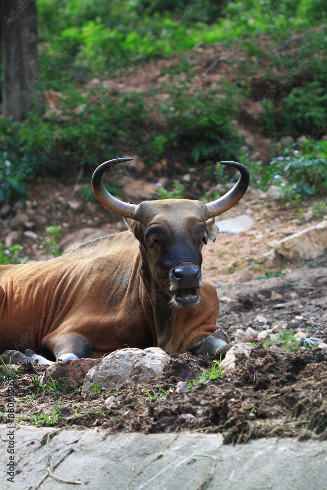 Smile buffalo or relaxing bull on the ground Smile buffalo or relaxing bull on the ground