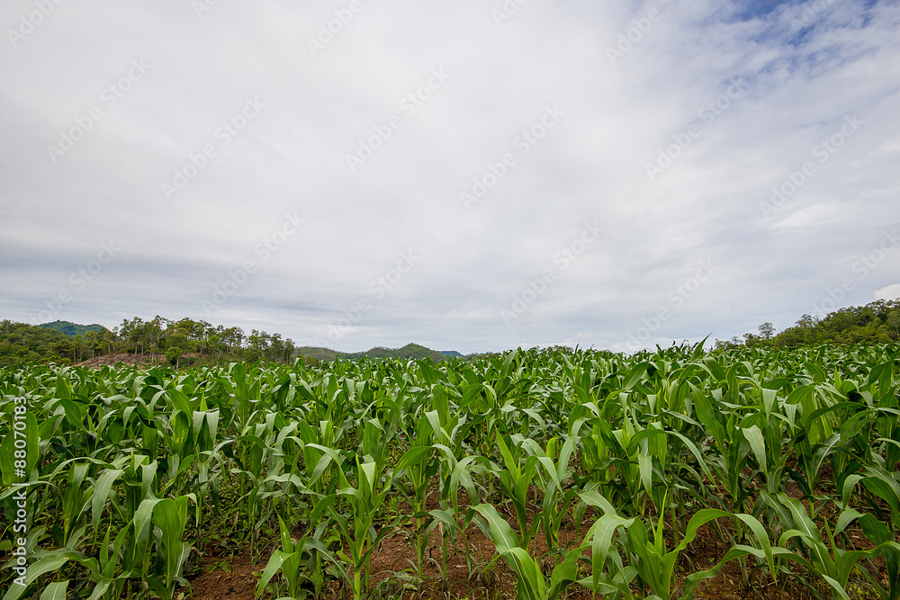 Green corn Green corn