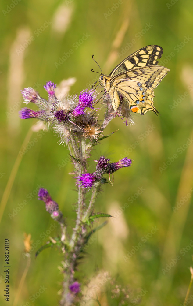 le machaon